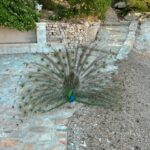 Peacock on Lokrum Island: Nature's Splendor in Full Display