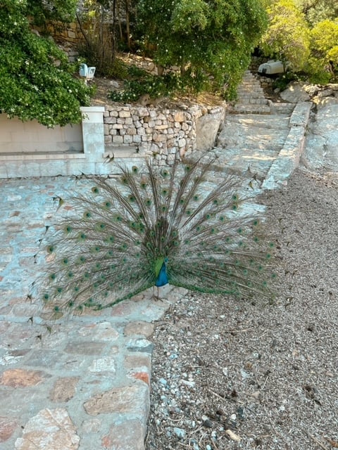 Peacock on Lokrum Island 