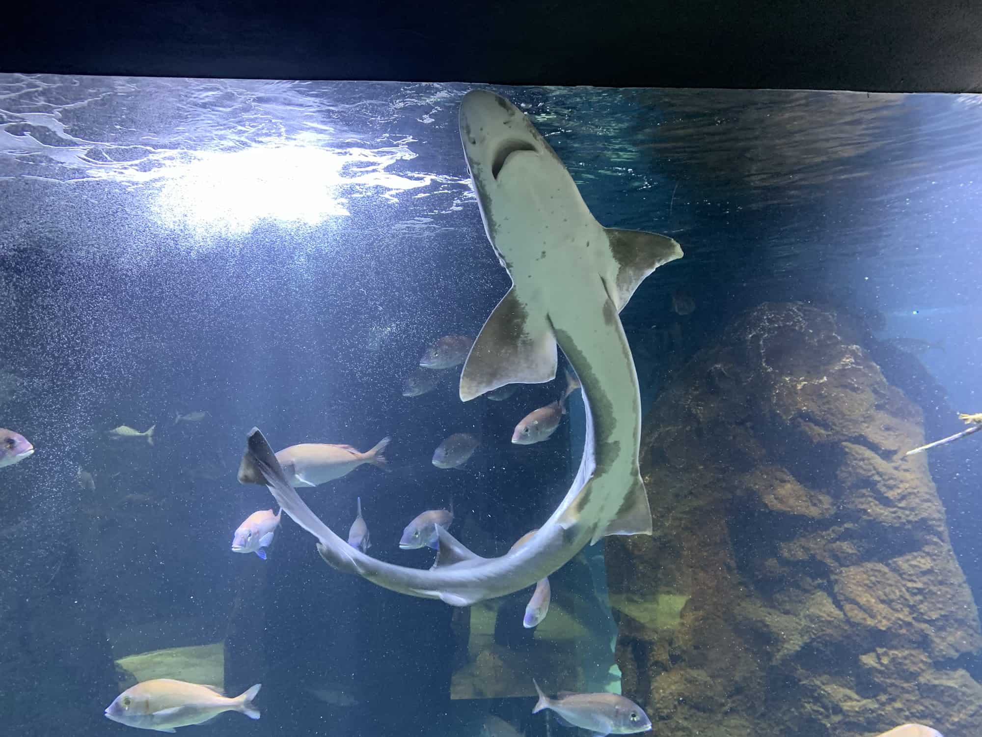 Shark at Dubrovnik Aquarium
